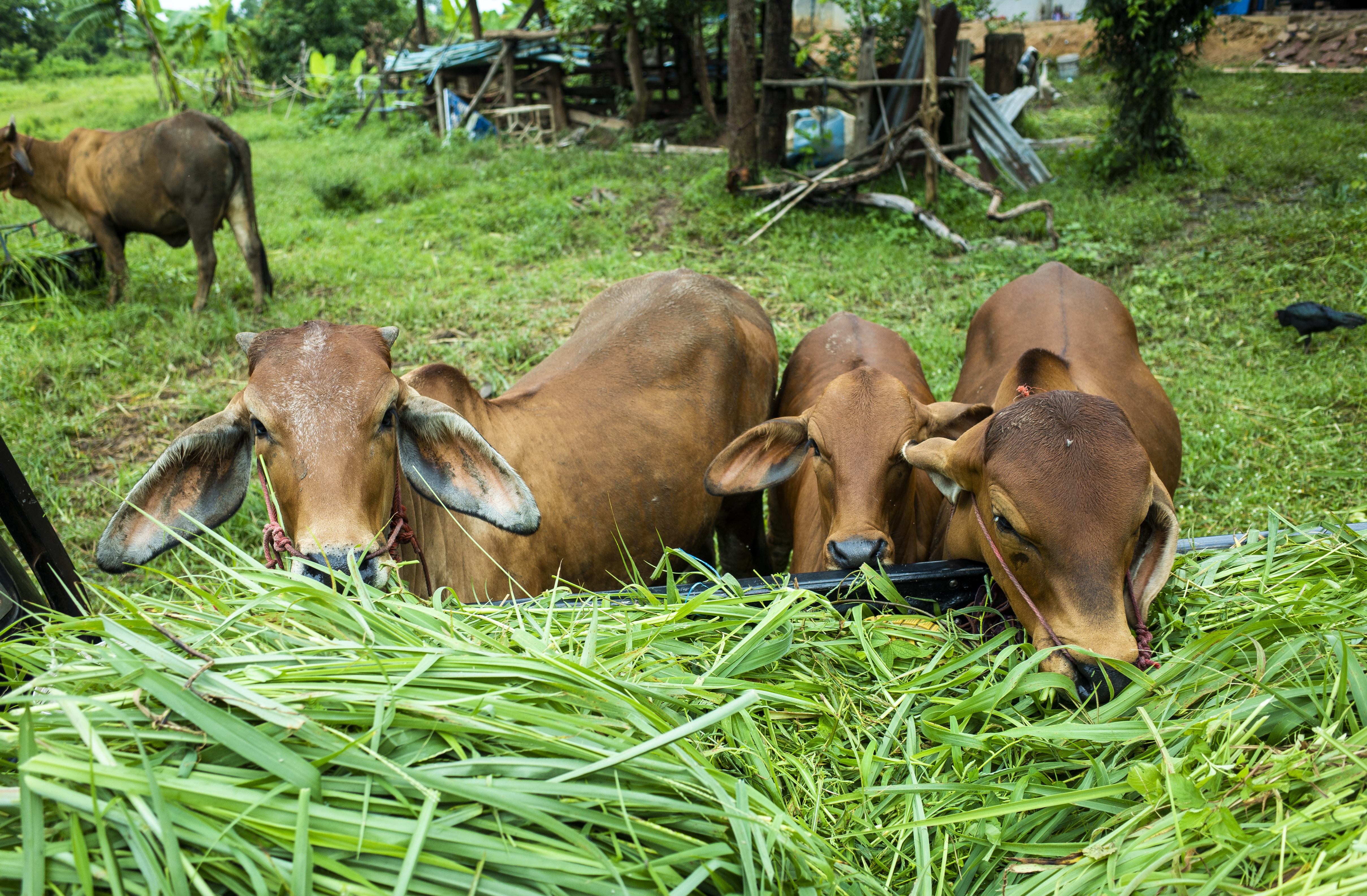 Agriculture & Livestock