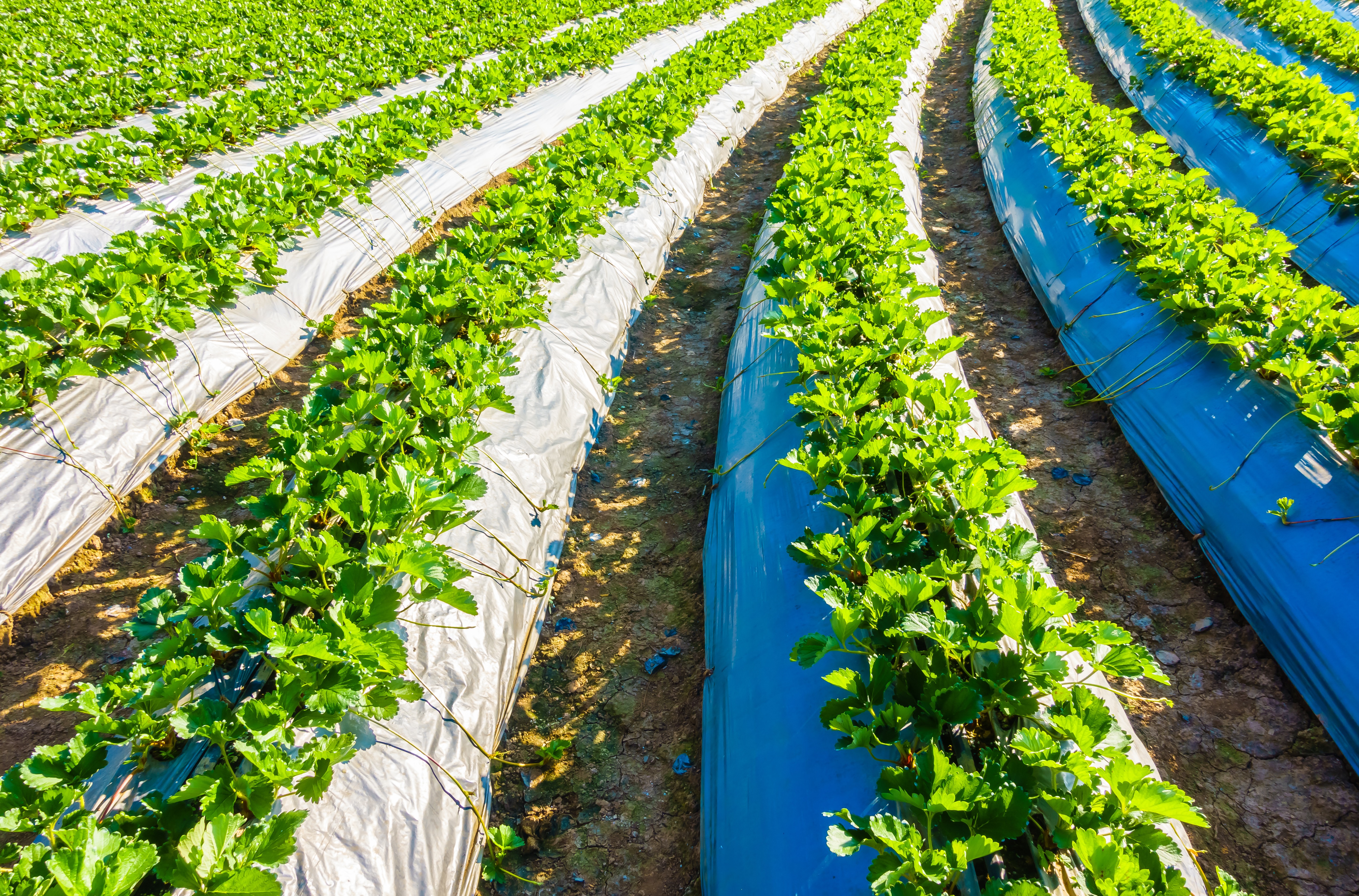 Agricultural Investment Project